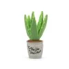 P.L.A.Y. Blooming Buddies Collection Aloe-ve You Plant Toy For Dogs