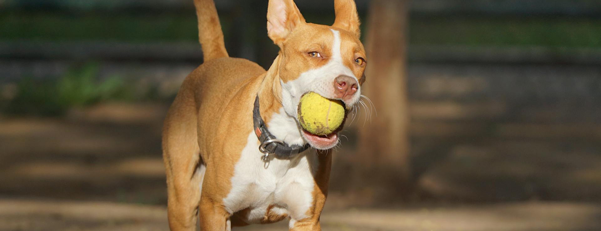 Dog Supply Store -Dog Supply Store pexels leonardo merlo 1124828 14568812